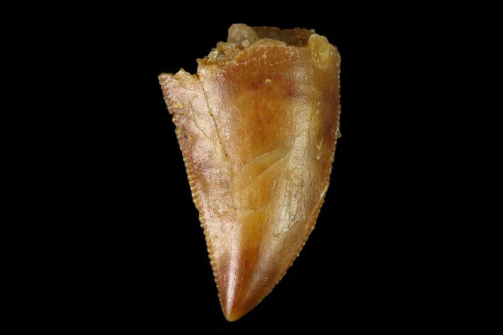 Serrated, Raptor Tooth - Real Dinosaur Tooth #149085